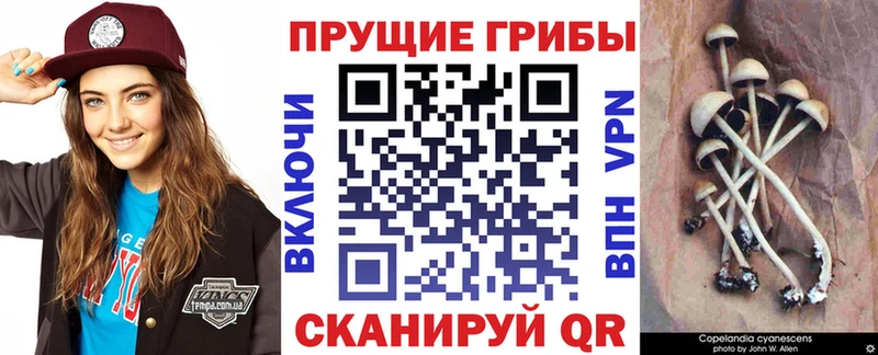 MEGA вход  Темников  Псилоцибиновые грибы Cubensis 